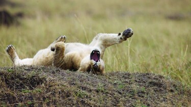 Szenenbild: Ein junger Löwe wälzt sich mit gespreizten Bein und offenem Maul