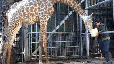 Der Junge Ziad füttert eine Giraffe.