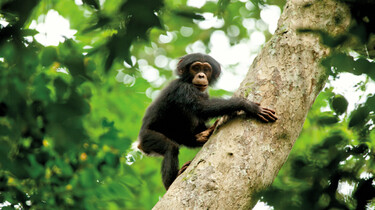 Szenenbild: Ein Affe auf einem Baum