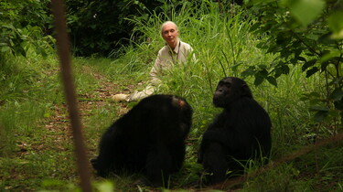 Szenenbild: Jane halb verdeckt im Gebüsch, im Vordergrund zwei Schimpansen