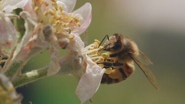 Link zum FilmTipp Tagebuch einer Biene